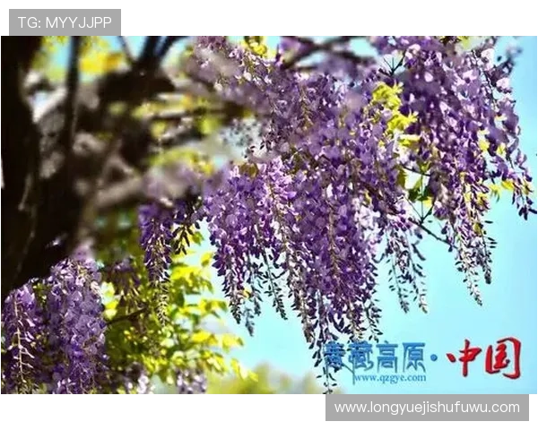 凯发娱乐手机版会员登录操作步骤详解助力新手玩家快速上手体验 凯发娱乐手机版会员登录操作步骤详解助力新手玩家快速上手体验